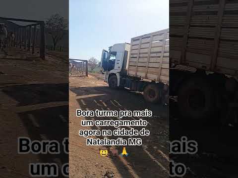 Carregamento em Natalandia Minas Gerais 🤠🐂🚛