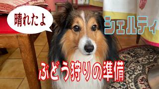 【シェルティ】ぶどう狩りの準備【フランス田舎暮らし🇫🇷】#犬の散歩 #賢い犬 #犬のいる暮らし #シェルティ