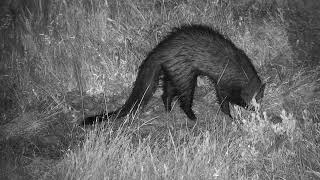 Melanistic White Tailed Mongoose at Tembe | Ranger Insights