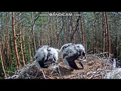 jastrząb nie odpuszcza...kolejny atak Bocian czarny Estonia