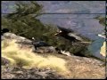 The Knife - Variation Of Birds (Fan Video)