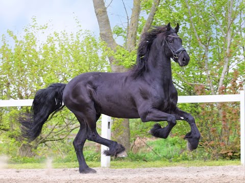 Stal Okkema's Djimmer - Mewes x Olof -  Gelding - 2017 - 1.65m