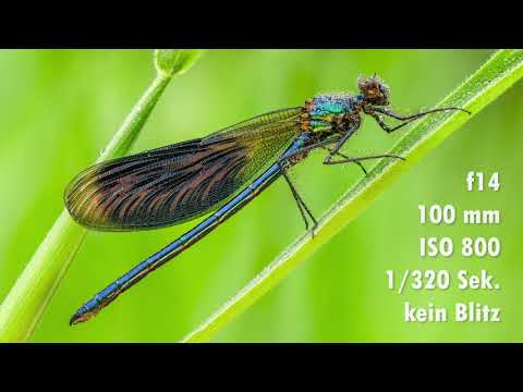 Gebänderte Prachtlibelle im Detail - 4K