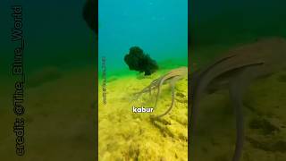 Download lagu Why Do Squid Produce Black Liquid⁉️😱 mp3