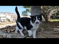 Tuxie The Cat Always Comes Running To Me With The Joy Of Seeing Me