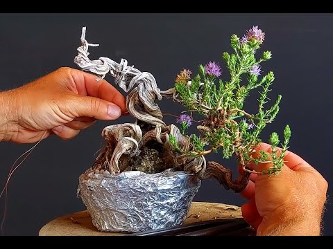 Bonsai Tree Thyme 14 Step 1 & 2