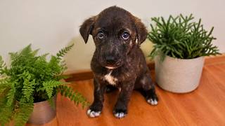 Scared Puppy Couldn't Believe She Got Rescued