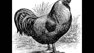 Pyewackett - The Grey Cock