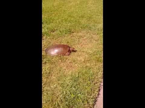image-How does a sea turtle move?