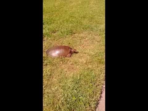1st YouTube video about how fast can a tortoise run