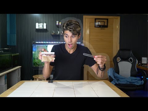 Moving my QUEEN ANT into a NEW ANT FARM