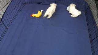 Video preview image #1 Maltese Puppy For Sale in CHANUTE, KS, USA