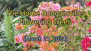 THE HOME BOUGAINVILLEA FLOWERING PLANTS - March 21, 2024