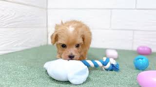 ハーフ犬の動画01