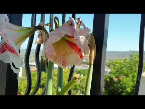 Flower growing - fastvideo