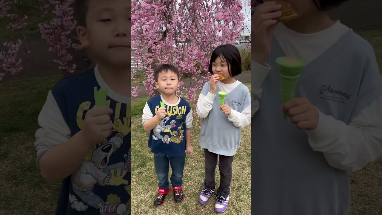 さくら満開🌸#short #さくら #桜#sakura #おすすめ #aosio.channel