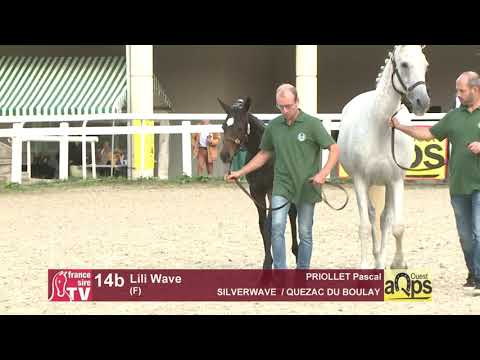 Show AQPS Ouest 2021 - Lot 14b