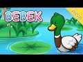 Lagu Anak Indonesia | Bebek