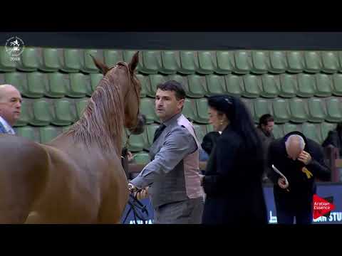 N.55 DA ARIYANA - Lier 2018 - 2 Years Old Fillies (Class 3A)