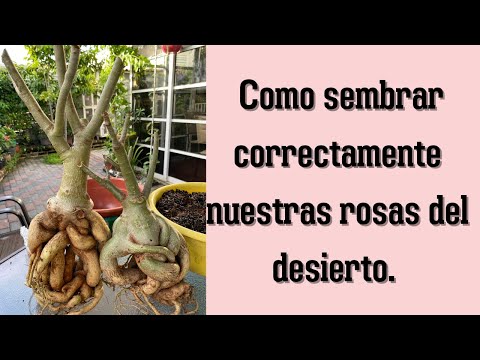 Como sembrar correctamente nuestras rosas del desierto...