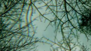 cover of van morrison contemplation rose