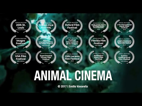 Animal Cinema