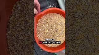🎥 ✅ 🐦 Feeding the Birds in Winter ❄️ | Helping Wildlife Through the Cold Months