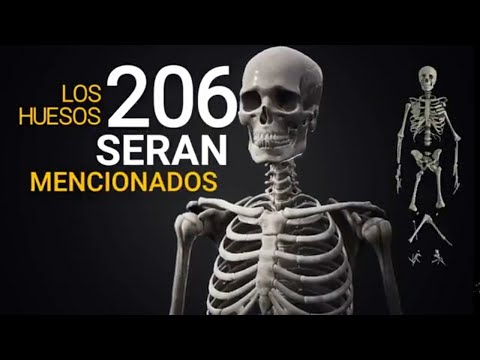 CANCIÓN DE LOS 206 HUESOS DEL CUERPO HUMANO | Rapmedicina
