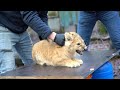 Three Lion Cubs Vaccinated Against Cat Flu At Dutch Zoo AFP