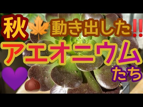 園芸 キウイアエオニウム