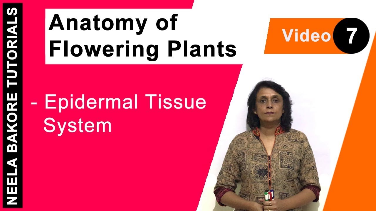 Anatomy of Flowering Plants | NEET | Epidermal Tissue System | Neela Bakore Tutorials