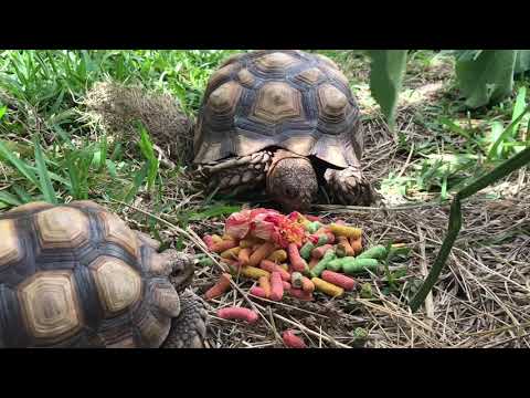 Feeding all my Reptiles (Tortoises, Bearded Dragon, Monitor)