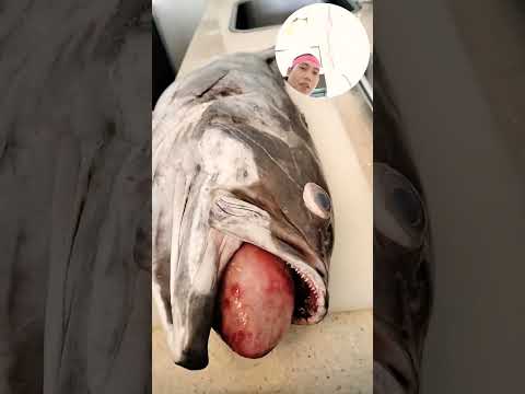 #music #beats #slowedandreverb #sushi #sushilife #japanesefood #viralvideo #cuttingfish #shorts