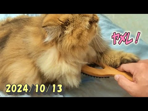 園芸 ペルシャスピードウェル、コモンスピードウェル、猫の腸