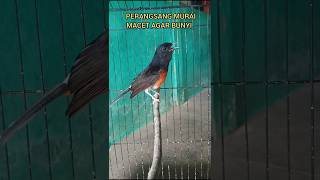 Download lagu Murai betina gacor terapi murai macet bunyi#muraibetina#Shorts mp3