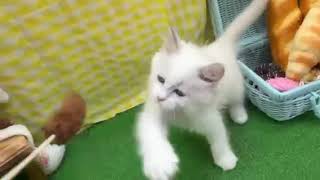 ラグドールの動画01
