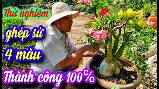 Kỹ Thuật Ghép Sứ Thái 4 Màu Độc Lạ Và Kết Quả Thành Công 100 % || SỨ BONSAI ĐỒNG THÁP Kỹ Thuật Ghép Sứ Thái 4 Màu Độc Lạ Và Kết Quả Thành Công 100 % || SỨ BONSAI ĐỒNG THÁP