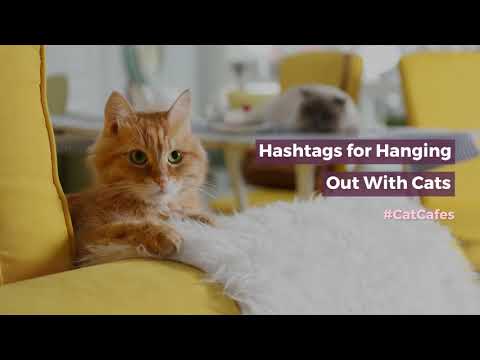 Hashtags for Hanging Out With Cats