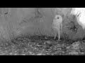 Barn Owl Baby Just Heard Thunder For The First Time Discover Wildlife Robert E Fuller