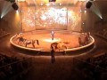 Circus Horses For Sale