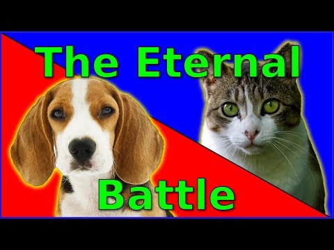 How Are CAT and DOG People REALLY Different?