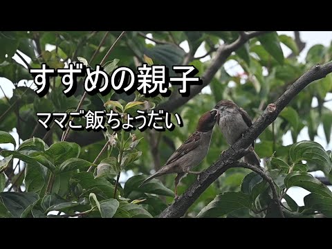 春に鳥に餌をやる方法 フィーダーにさまざまな餌を詰め続ける方法