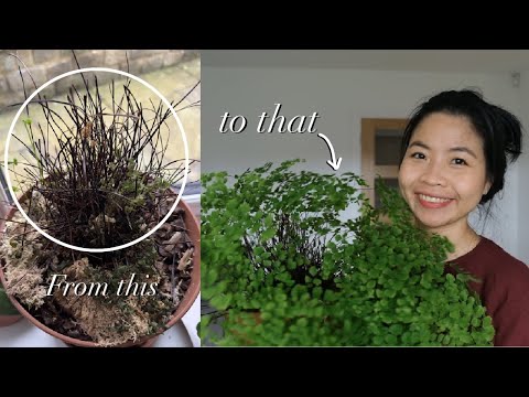 My favourite house plant - Maidenhair Fern | House Plant Care