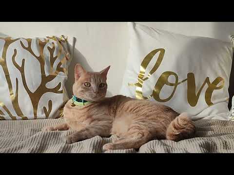 La sala relax de Simón