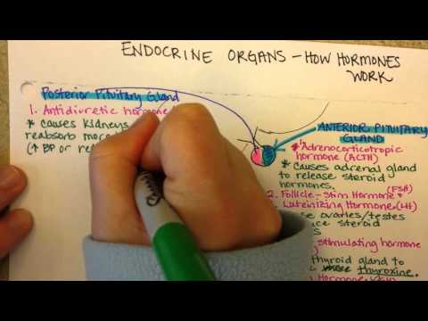 Endocrine Organs and their products, Part 1