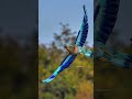 Neelkanth Bird Neelkanth Pakshi Neelkanth