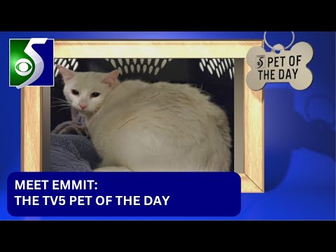 Pet of the Day: Meet Emmit