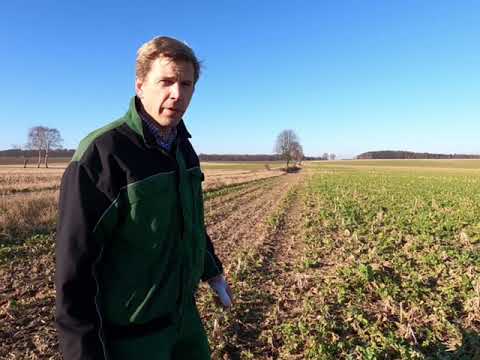 Mit Jan-Wilhelm Strampe durchs Zuckerrübenjahr. Teil 2: Zwischenfrüchte