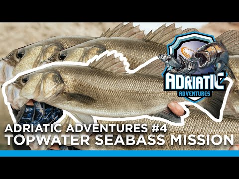 Adriatic Adventures #4 - Unbelievable topwater Seabass fishing, pure mayhem in the Adriatic.