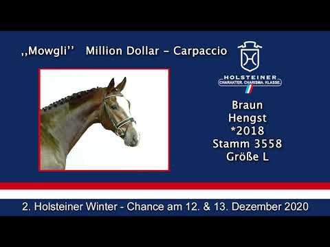 2. Holsteiner Winter-Chance | Nr. 18 Mowgli